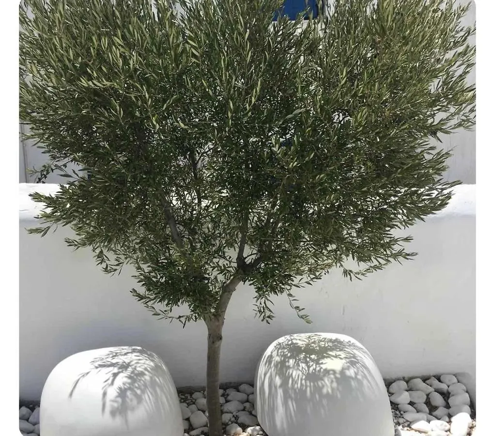 Mykonos Town White Luxury Suite With Shared Pool Downtown יוון